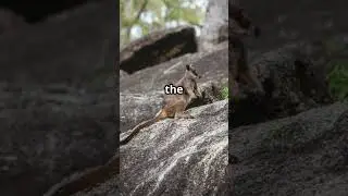 Quirky Quolls: Nature's Little Marvels! #Quolls #Wildlife #Nature #Conservation #AustralianFauna