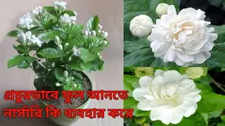 HOW TO GET MORE FLOWERS ON MOGRA JASMIN PLANT AND CARE|| BELL FLOWER PLANT GROW AND CARE THIS TIME