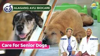 AGRITV: Joint Disease and Care for Senior Dogs