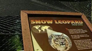 Renovated snow lion exhibit opens at Mill Mountain Zoo