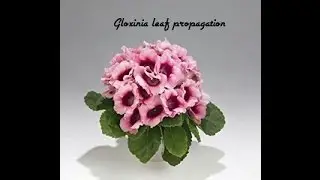 How to propagate gloxinia from leaf cutting. Part-1
