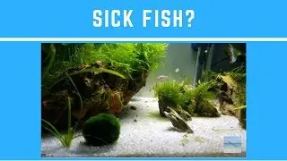 Fluval Edge - Babies? Sick Fish? New Tank?