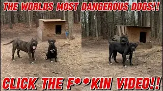 Vlog #286 TAKING CARE OF THE WORLDS MOST DANGEROUS DOGS!!