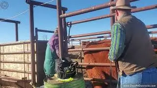 News from Hashknife Ranch - 3-8-2022