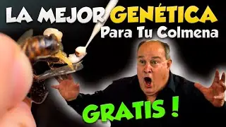 Pt. 8| CONSIGUE LA MEJOR GENÉTICA EN TU COLMENA GRATIS!!! - Curso Completo de Perma-Apicultura 2023