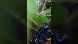 My New Blue Poison Dart Frogs