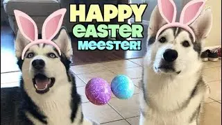 Siberian Husky Easter Celebration! (Breaking Every Single Egg)