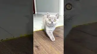 Sad Cat 😢 @DevletCanShorts  #cats #cat #sad