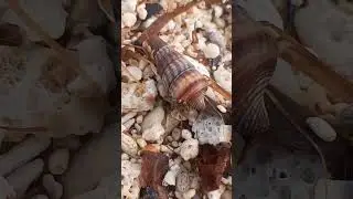 Smart Crayfish Camouflage. Philippines Paradise Beach. @Coconutnomad