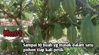  Cokelat Mcc01 bisa mencapai 100  buah dalam satu pohon