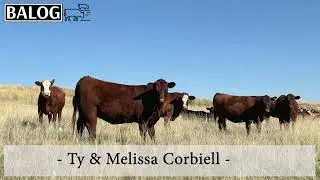 Ty & Melissa Corbiell Bred Heifers