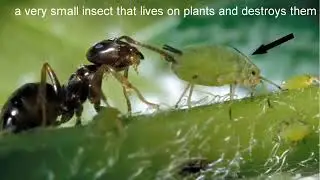 aphid meaning