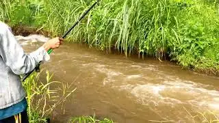 Mancing ikan masheer di arus deras