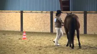 Showmanship at halter novice amateur - Bohemian Rhapsody Quarter Show Roupov 2014