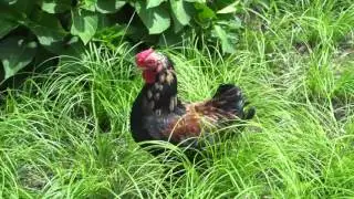 The wild chicken of Public Square