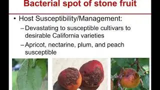 Stone Fruit IPM: Bacterial Spot