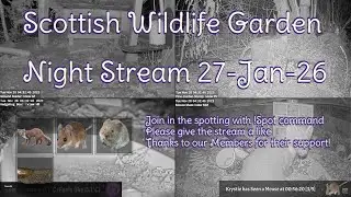 LIVE 🔴 Bird Feeders, Wildlife Cameras Scotland UK from Scottish Wildlife Garden