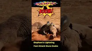 Elephant's Lightning-Fast Attack Stuns Snake
