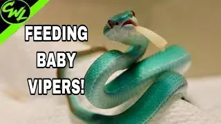 FEEDING MY BLUE VIPERS!!!