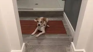 PET AFFECTION THE LIST TV2