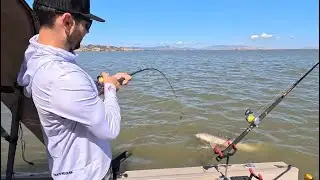 Sturgeon Fishing in Suisun Bay (Big Fish Alert)