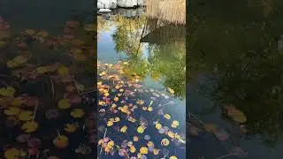 Новый сезон&hellip;Осень #moscow #music #autumn #осень #новыйсезон #сосмыслом #природа #of