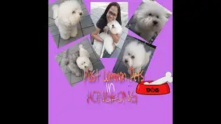 THE MOST COMMON PETS IN HONGKONG