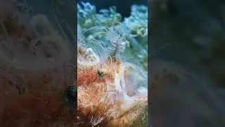 #Hairy frogfish💛💙❤️💚#shorts #video #fish