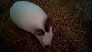 Precious the Bunny is back💘💝💖💗💓💞💕