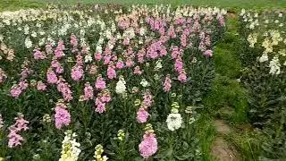 Stock (Matthiola incana) Cut flowers