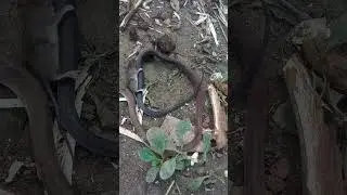 Ahas nakahuli ng daga! #viral  #shorts #ahas #shortsvideo  #snakevideo
