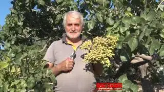 Elazığ'da Fıstık Yetişticiliğine Hobi Olarak Başladı, Ticarete Döndü