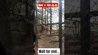 Real lion 🦁🦁 😱😱 # #adventure #safarilife #shlok_yadav_vlogs #lion