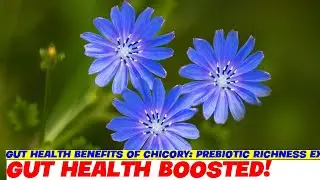 Gut Health Benefits of Chicory: Prebiotic Richness Explained