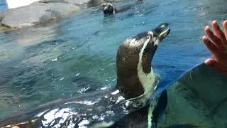 こちらに意識しすぎるペンギンの異常な行動にムネアツです！！