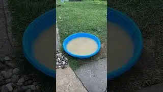 How I turn a kiddie pool into a small pond