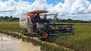 Machine Kubota DC 105X Harvesting Rice In Deep Water, Machine Combine Rice Harvester In Cambodia