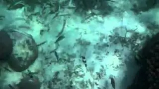 Coral bommie,  Hoga Island, Wakatobi National Park, Sulawesi, Indonesia