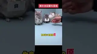 Blogger's self-declaration of a crash scene, funny videos are specially used to treat unhappy an
