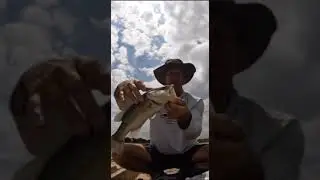 UNDERSTANDING LAKE BASS MANAGEMENT #lakemanagement #bassculture #bassfishing #youtubeshorts