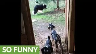 Baby goat opens door, gets stopped by Border Collie