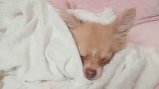 ЩенокВлог2🐶 Гуччи 5месяцев/ Новый комбез на зиму #чихуахуа #щенок