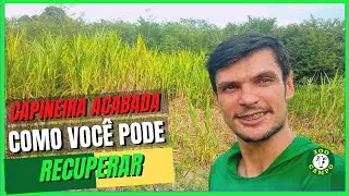 M&eacute;todo para recuperar capineira velha ou destru&iacute;da.