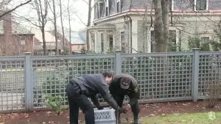 Brookline cops catch troublesome turkey