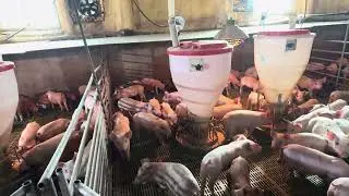 Farm-[pig]-korean