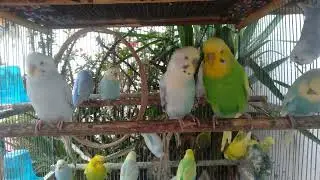 So entsteht echte Lebensfreude f&uuml;r deinen Welli #wellensittich #vogel #lebenfreude #v&ouml;gel #youtubevi