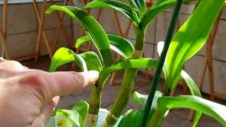 Light requirements for Phalenopsis, Dendrobium, Cattleya and Vanda orchids.