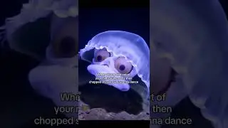 jellyfish eyes