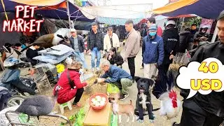 The pet market has many cheap birds, chickens, and pet dogs.