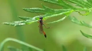 Ichneumon Wasp (Barylypa propugnator) - Brighton, July 2021